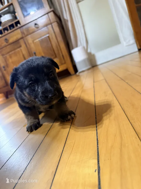 Blue collar – German Shepherd Dog puppy for sale in Brockton, MA