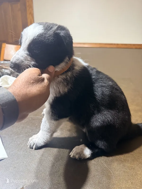 Brown Collar – German Shepherd Dog puppy for sale in Brockton, MA
