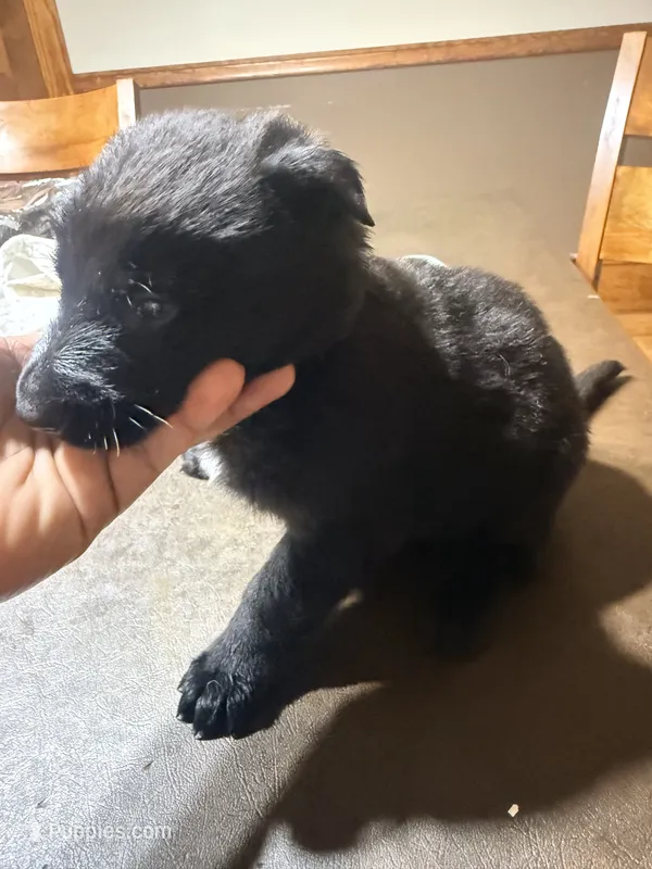 Black Collar – German Shepherd Dog puppy for sale in Brockton, MA