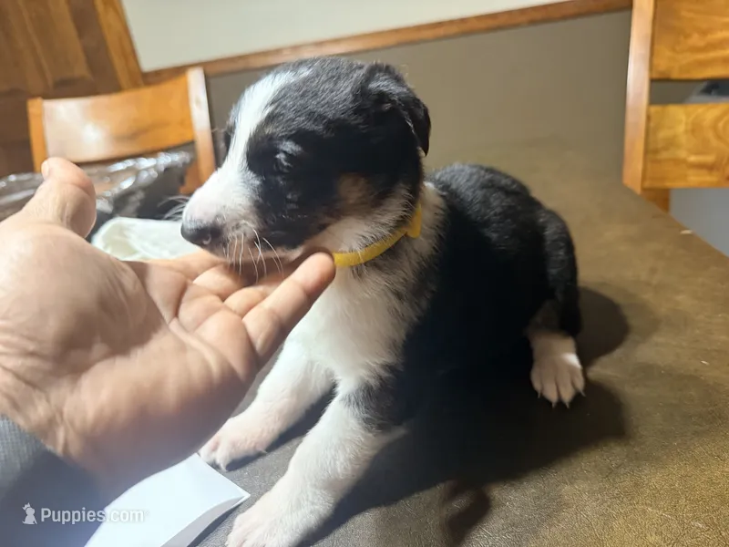 Yellow Collar – German Shepherd Dog puppy for sale in Brockton, MA