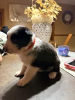 Red Collar, a female German Shepherd Dog for sale in Brockton, MA – Photo 2 of 3