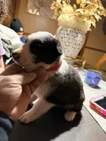 Red Collar, a female German Shepherd Dog for sale in Brockton, MA – Photo 3 of 3