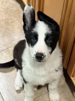 Red Collar, a female German Shepherd Dog for sale in Brockton, MA – Photo 1 of 3