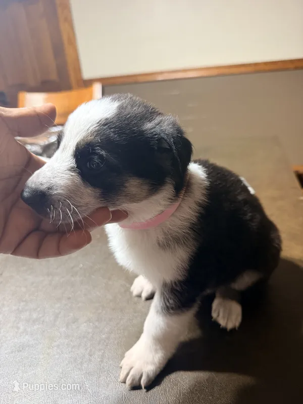 Pink collar – German Shepherd Dog puppy for sale in Brockton, MA