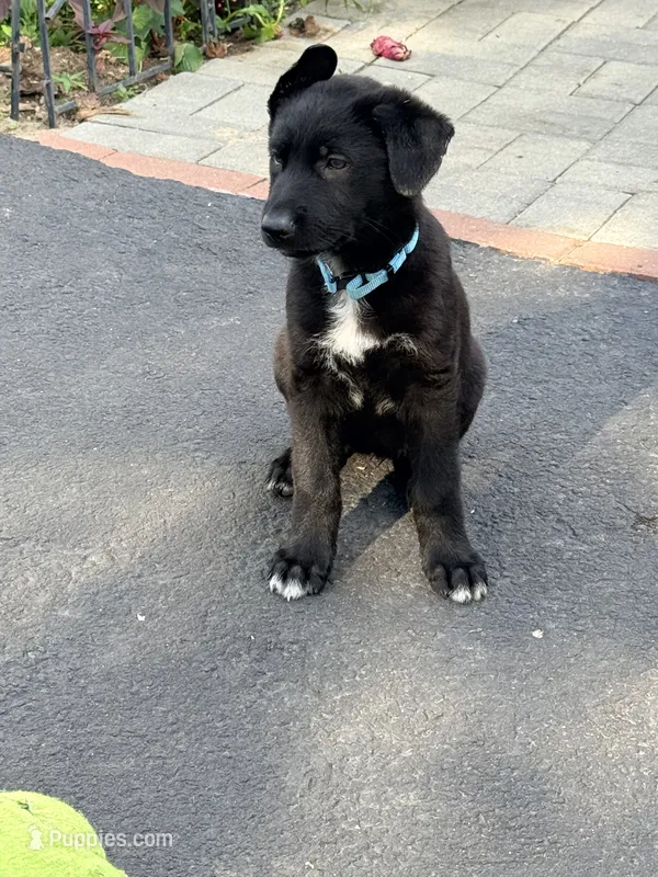 Light blue Collar – German Shepherd Dog puppy for sale in Brockton, MA