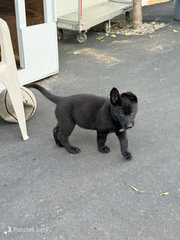 Black Collar – German Shepherd Dog puppy for sale in Brockton, MA