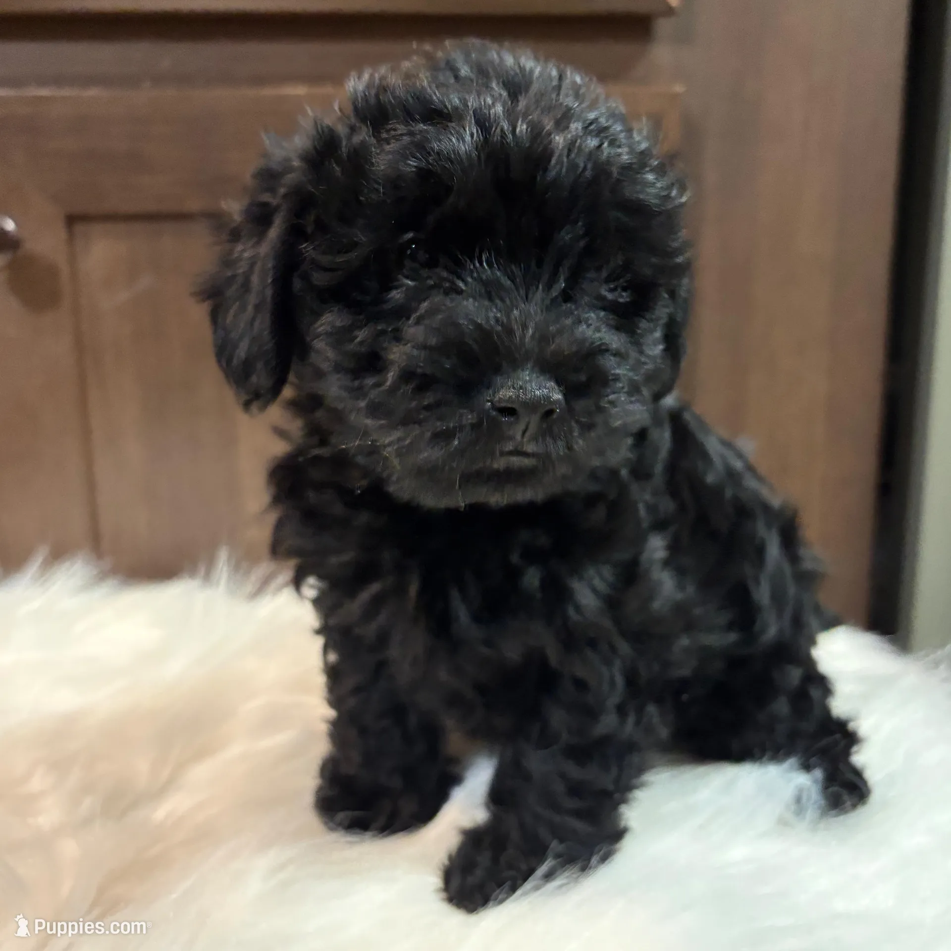 Captain, a male Yorkipoo for sale in Seneca, SC – Photo 5 of 5