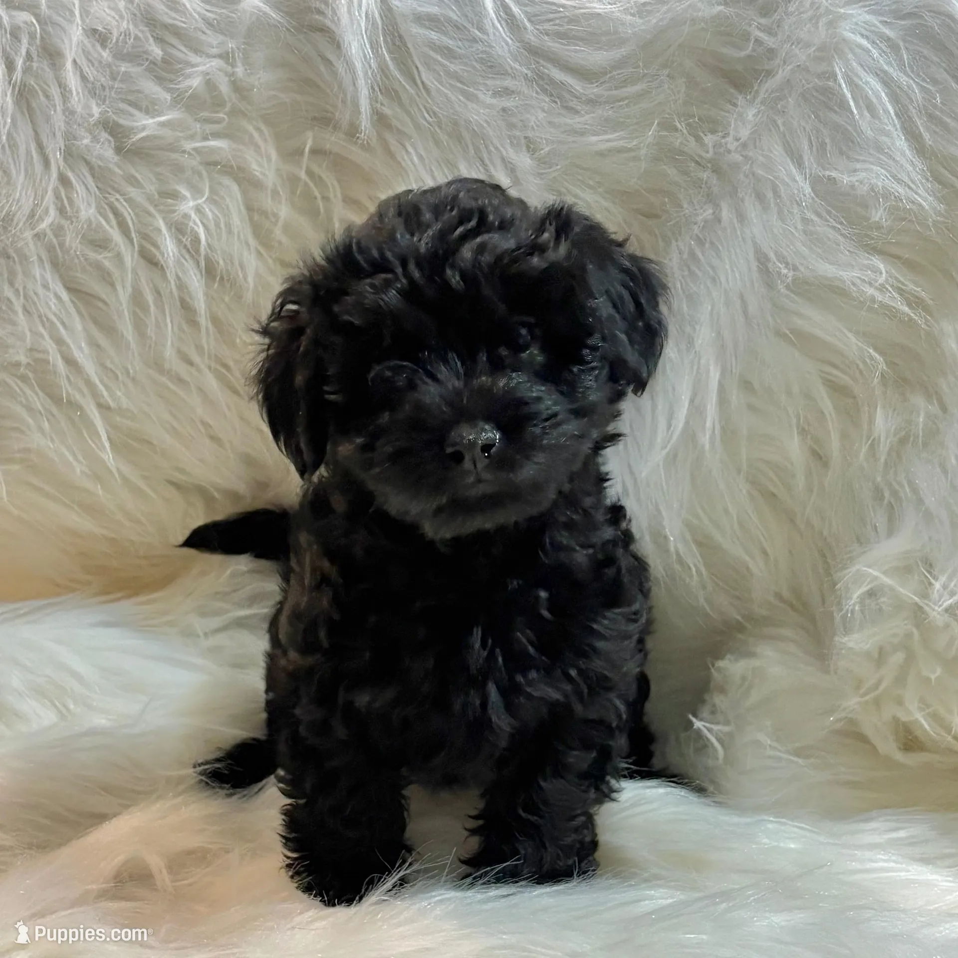 Captain, a male Yorkipoo for sale in Seneca, SC – Photo 3 of 5