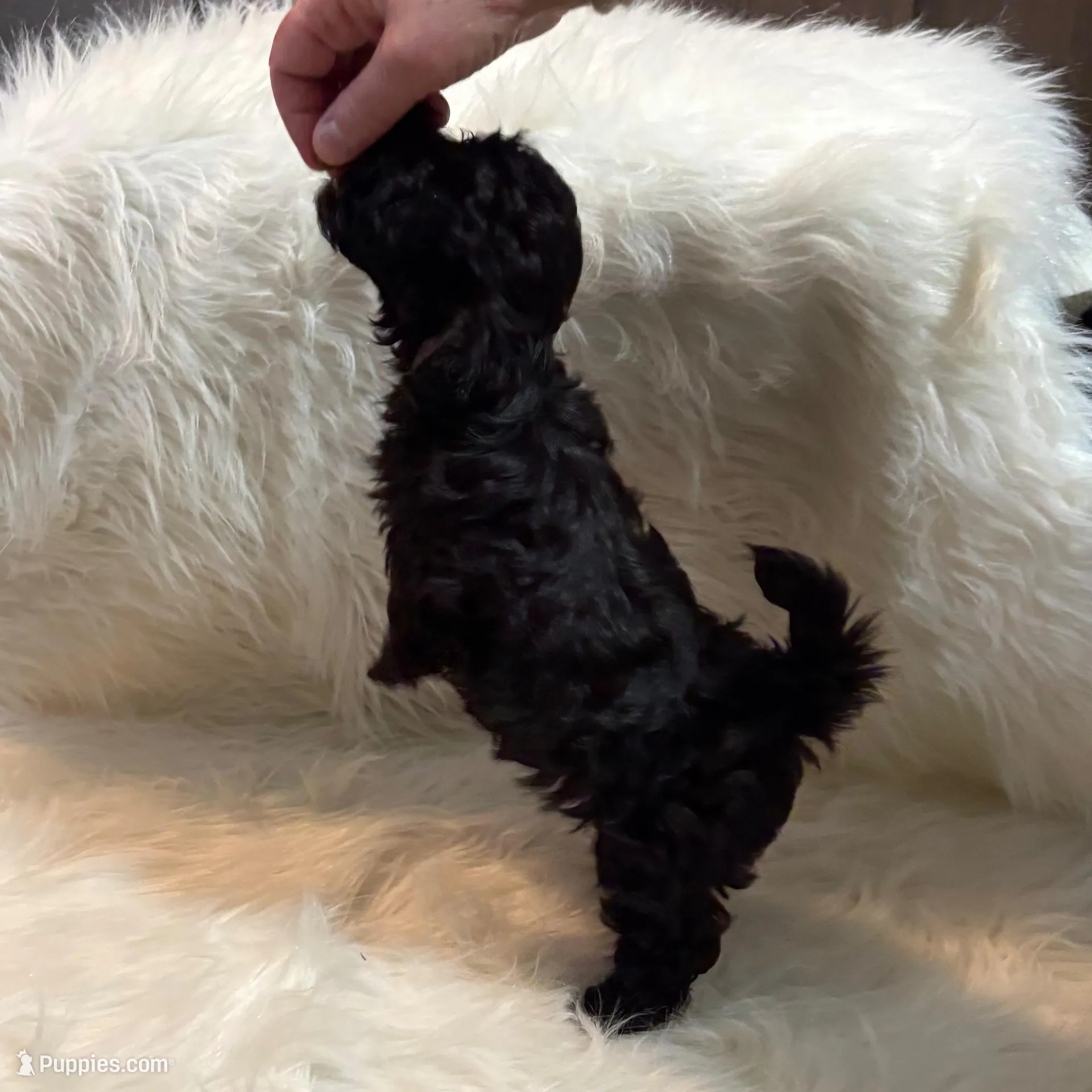 Captain, a male Yorkipoo for sale in Seneca, SC – Photo 4 of 5