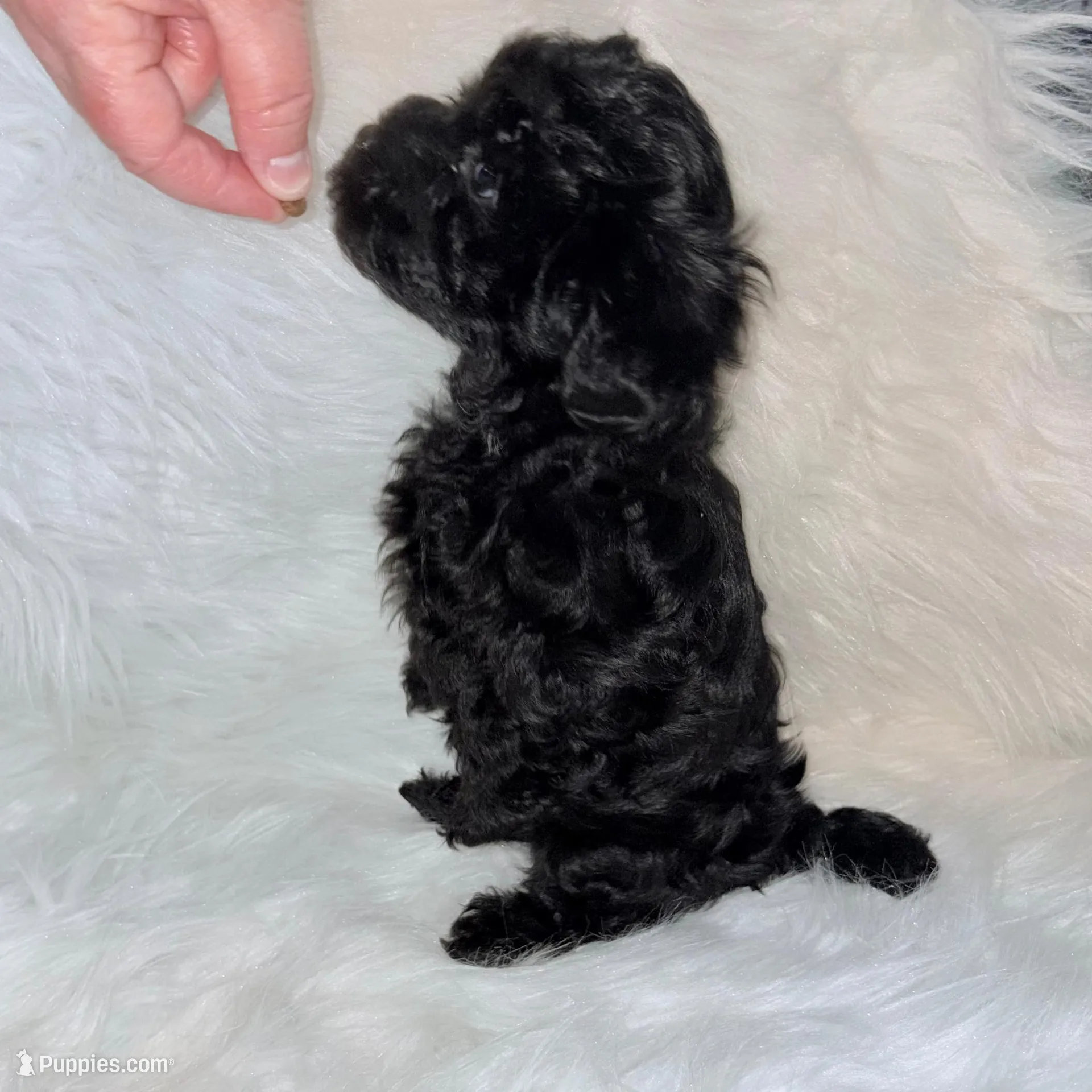 Captain, a male Yorkipoo for sale in Seneca, SC – Photo 1 of 5
