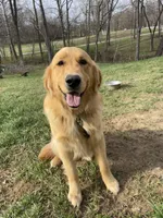 Charlie, a male Golden Retriever for sale in North Vernon, IN – Photo 2 of 6