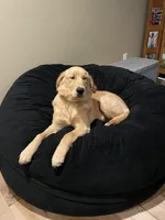 Charlie, a male Golden Retriever for sale in North Vernon, IN – Photo 5 of 6