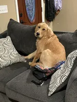 Charlie, a male Golden Retriever for sale in North Vernon, IN – Photo 4 of 6