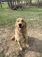 Charlie, a male Golden Retriever for sale in North Vernon, IN – Photo 6 of 6
