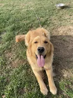 Charlie, a male Golden Retriever for sale in North Vernon, IN – Photo 3 of 6