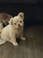 Lovey , a female French Bulldog for sale in Kiefer, OK – Photo 3 of 7