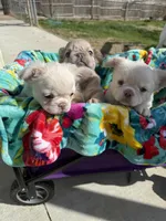 Lovey , a female French Bulldog for sale in Kiefer, OK – Photo 5 of 7