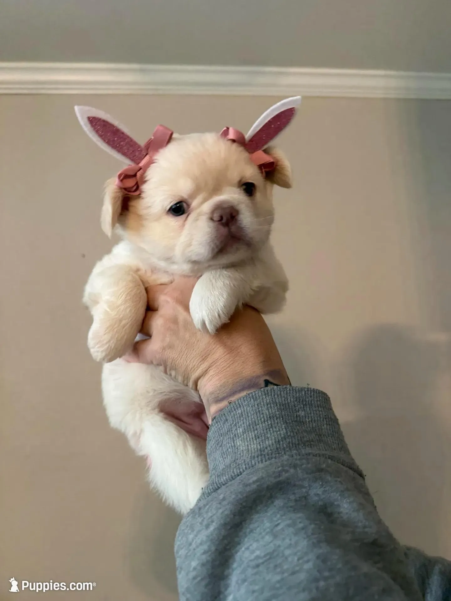 Lovey  – French Bulldog puppy for sale in Kiefer, OK