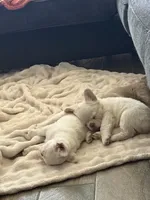 Lovey , a female French Bulldog for sale in Kiefer, OK – Photo 4 of 7