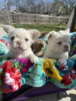 Lovey , a female French Bulldog for sale in Kiefer, OK – Photo 6 of 7
