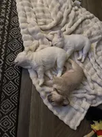 Lovey , a female French Bulldog for sale in Kiefer, OK – Photo 7 of 7