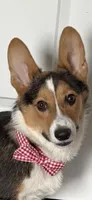 Vinny (AKC), a male Pembroke Welsh Corgi for sale in Rochester, NY – Photo 3 of 3