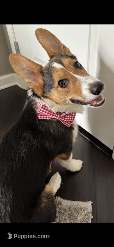 Vinny (AKC) – Pembroke Welsh Corgi puppy for sale in Rochester, NY