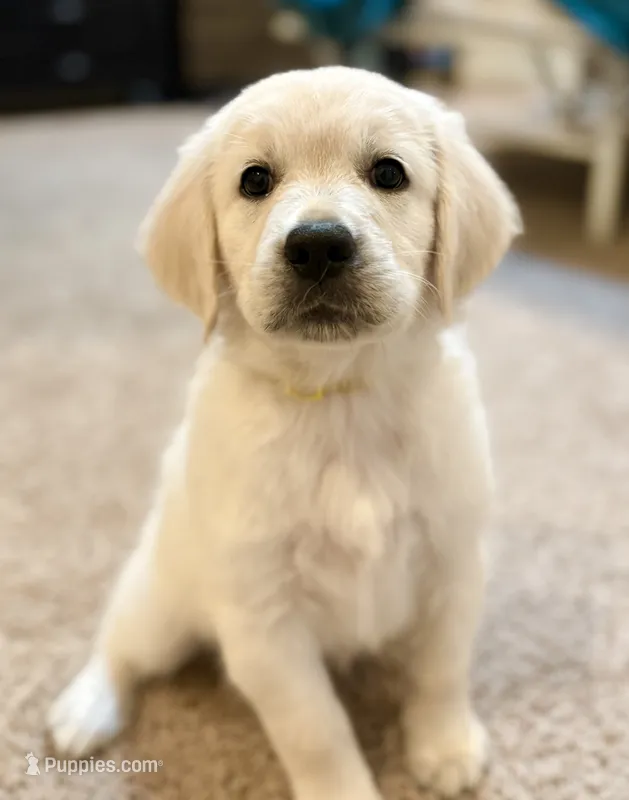 Darling- Yellow Girl – English Cream Golden Retriever puppy for sale in Alpine, CA