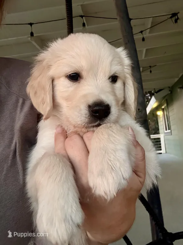 Boy Golden – Golden Retriever puppy for sale in Alpine, CA