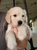 Boy Golden, a male Golden Retriever for sale in Alpine, CA – 1 of 1