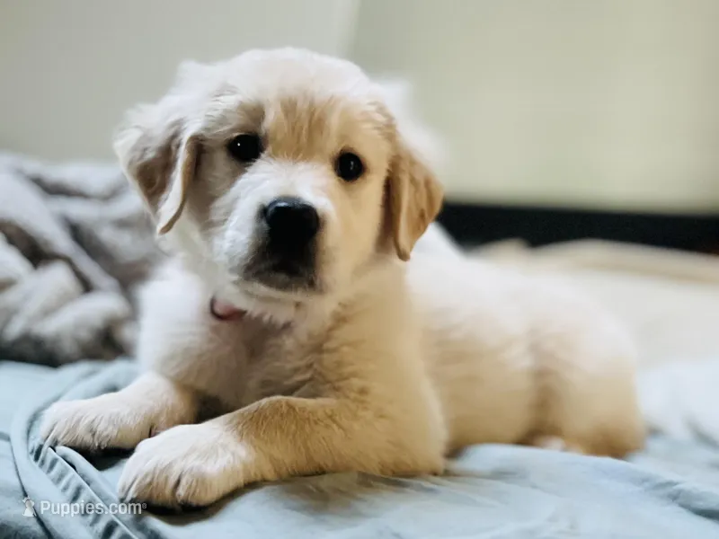 Boy Golden – Golden Retriever puppy for sale in Alpine, CA