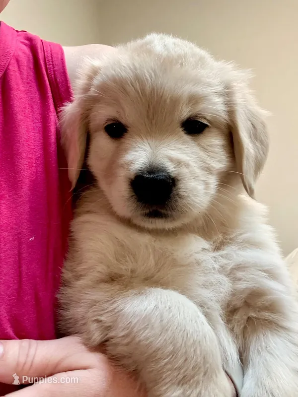 Girl Golden – Golden Retriever puppy for sale in Alpine, CA