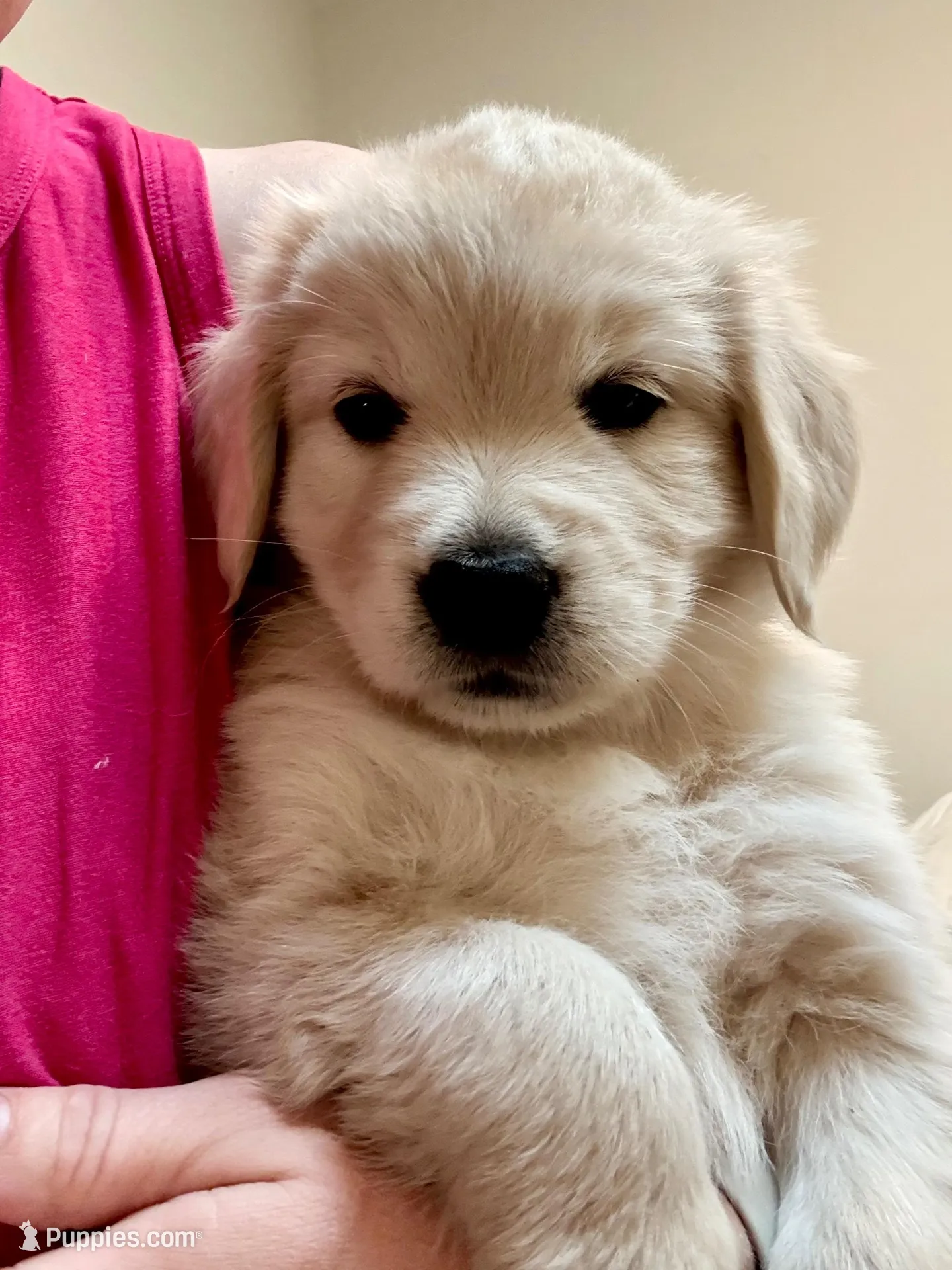 Girl Golden, a female Golden Retriever for sale in Alpine, CA – 1 of 2