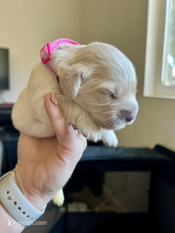 Girl Golden – Golden Retriever puppy for sale in Alpine, CA