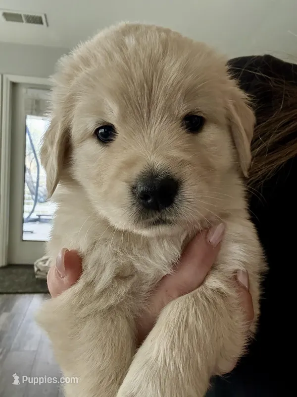 Girl Golden – Golden Retriever puppy for sale in Alpine, CA