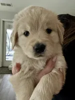 Girl Golden, a female Golden Retriever for sale in Alpine, CA – 2 of 2