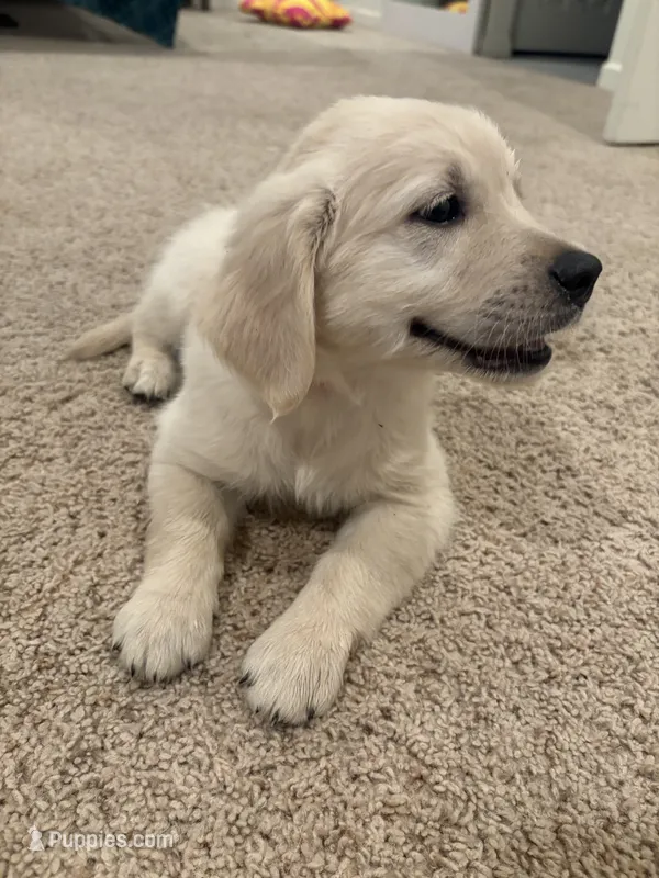 Pumpkin – English Cream Golden Retriever puppy for sale in Alpine, CA