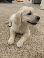 Pumpkin, a female English Cream Golden Retriever for sale in Alpine, CA – 1 of 1