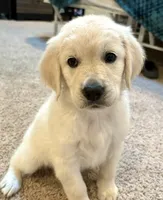 Darling- Yellow Girl, a female English Cream Golden Retriever for sale in Alpine, CA – 2 of 2