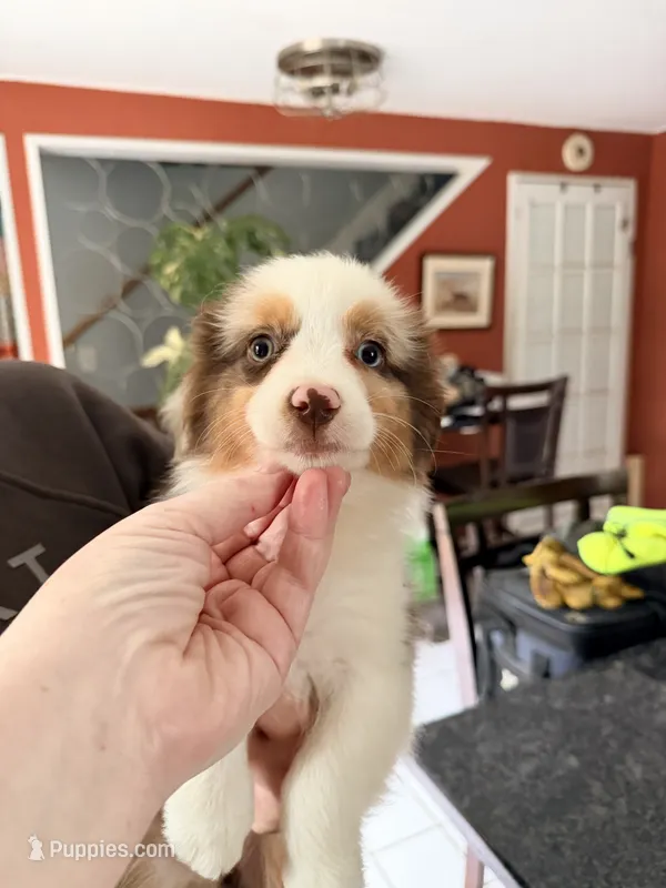 Peanut  – Miniature American Shepherd puppy for sale in Jewett City, CT