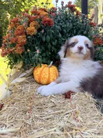 Peanut , a female Miniature American Shepherd for sale in Jewett City, CT – 2 of 2