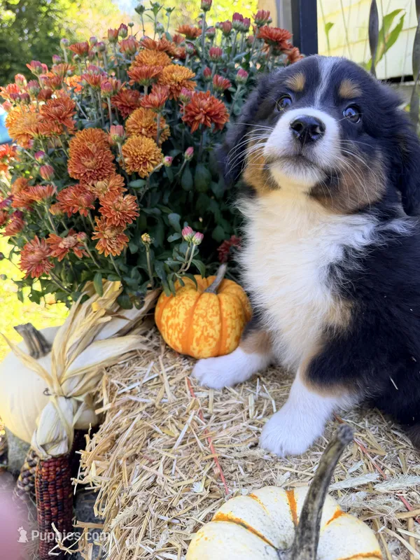 Barry – Miniature American Shepherd puppy for sale in Jewett City, CT