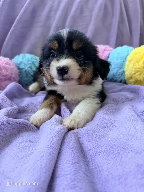 Betty – Miniature American Shepherd puppy for sale in Jewett City, CT