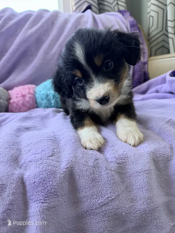 Barry – Miniature American Shepherd puppy for sale in Jewett City, CT