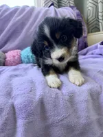 Barry, a male Miniature American Shepherd for sale in Jewett City, CT – 1 of 1