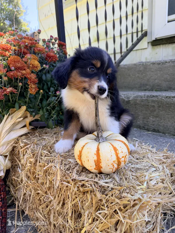 Betty – Miniature American Shepherd puppy for sale in Jewett City, CT