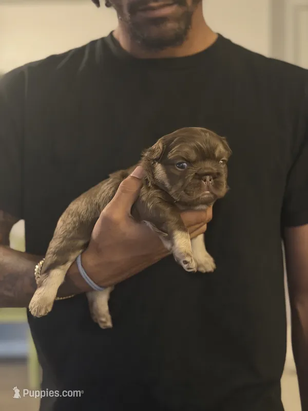 Redsport  – French Bulldog puppy for sale in Kissimmee, FL