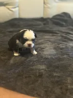 Blu , a female French Bulldog for sale in Kissimmee, FL – 5 of 5