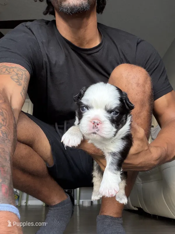 Blu  – French Bulldog puppy for sale in Kissimmee, FL