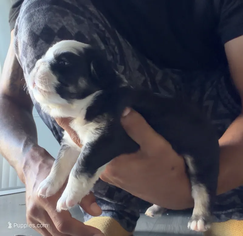 Blu  – French Bulldog puppy for sale in Kissimmee, FL
